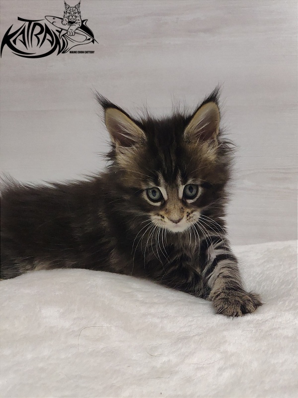 Katran Qaylie - Kitten maine-coon 1 month