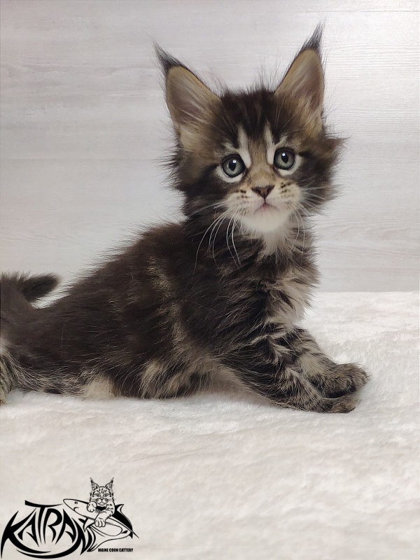 Katran Qaylie - Kitten maine-coon 1 month