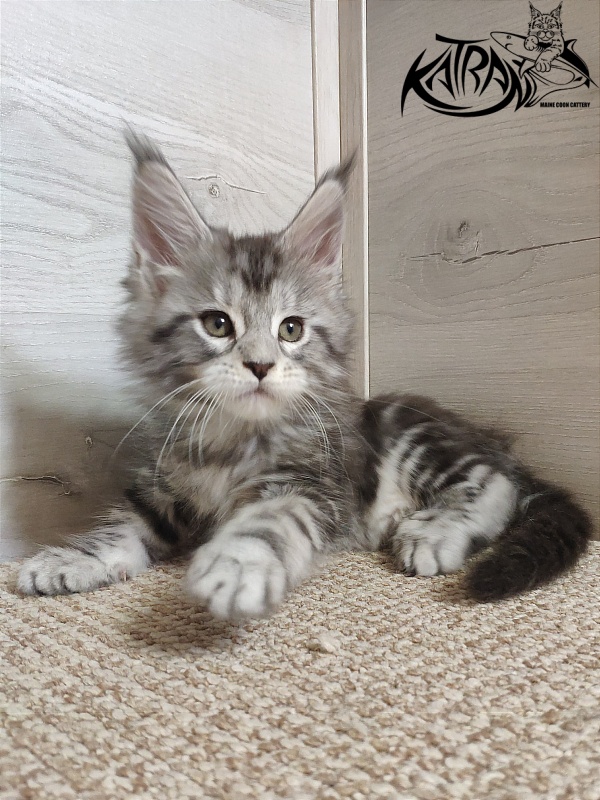Katran Queen Margo - Kitten maine-coon 1 month 2 weeks