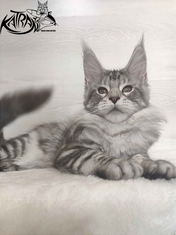 Katran Queen Margo - Kitten maine-coon 3 months
