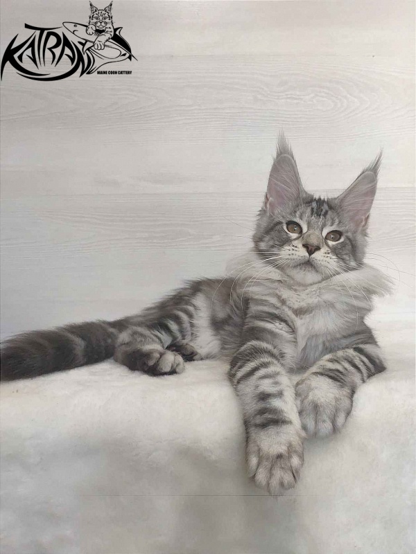 Katran Queen Margo - Kitten maine-coon 3 months