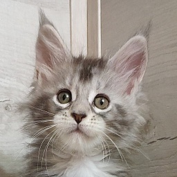 Katran Quana