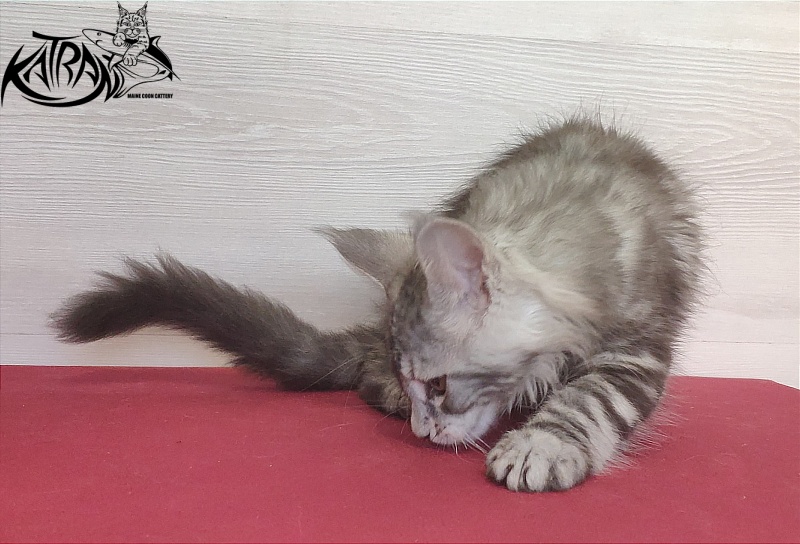 Katran Quana - Кошеня мейн-кун 2 місяця