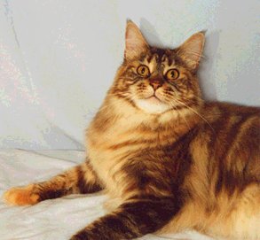 Avicats Sophrosina Marfisa - мейн-кун
