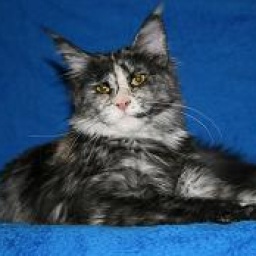 Cool Motion's Xenia