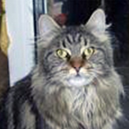 Lioncoon Maxim