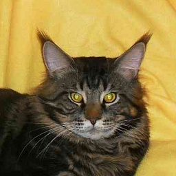 Bombey Lord Coon