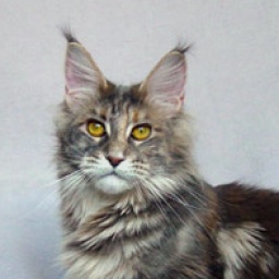 Alwaro Bonnie Blue