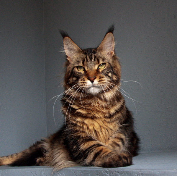 Prado Best Coon - Adult maine-coon 2 years 4 months