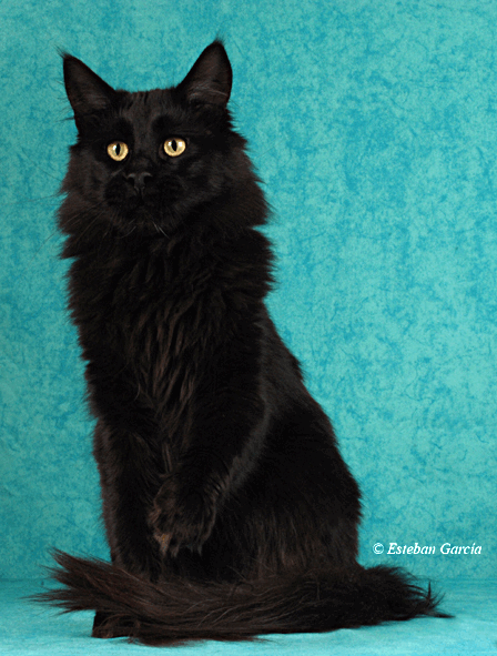 ParadiseIsland Nightrider - maine-coon