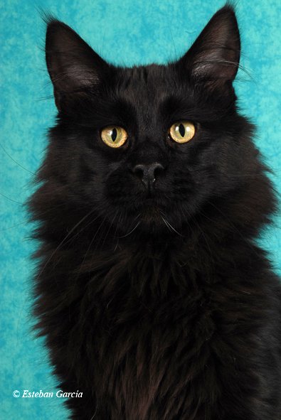 ParadiseIsland Nightrider - maine-coon