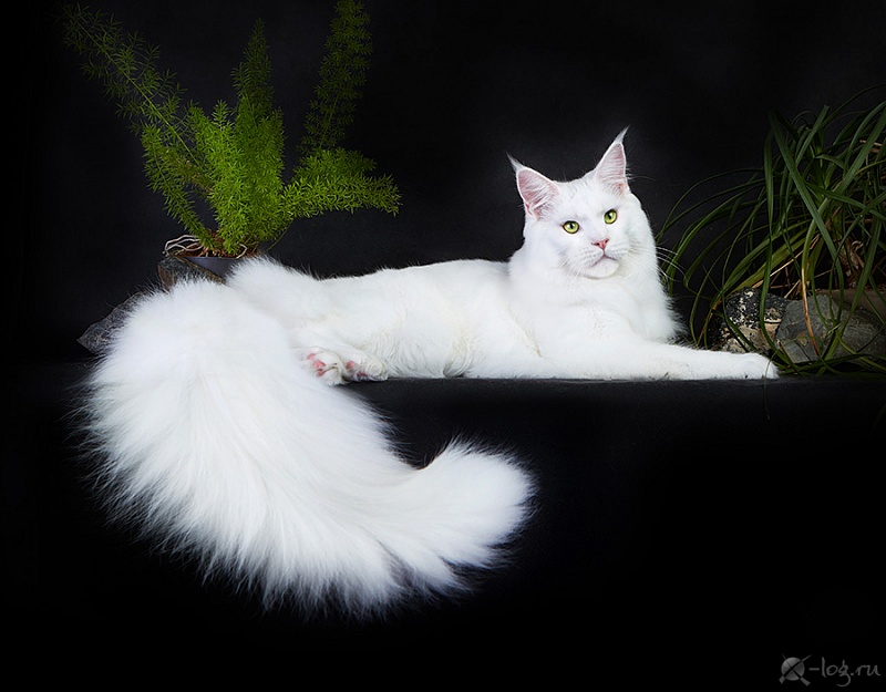 Troy Coonara - maine-coon