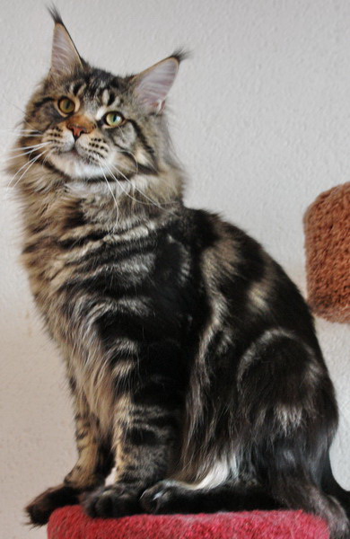 Supernova Eminem - Adult maine-coon 1 year 1 month 4 weeks