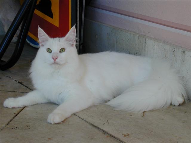 Ohedo Snow Dragon of Wistariantale - maine-coon