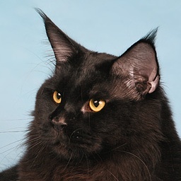 Big Kitty Zander