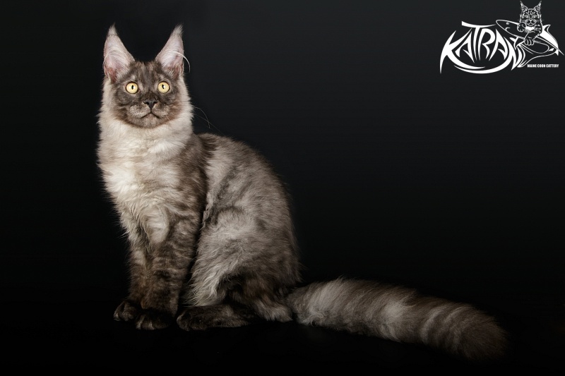 Katran Benedict - Kitten maine-coon 5 months 1.5 week