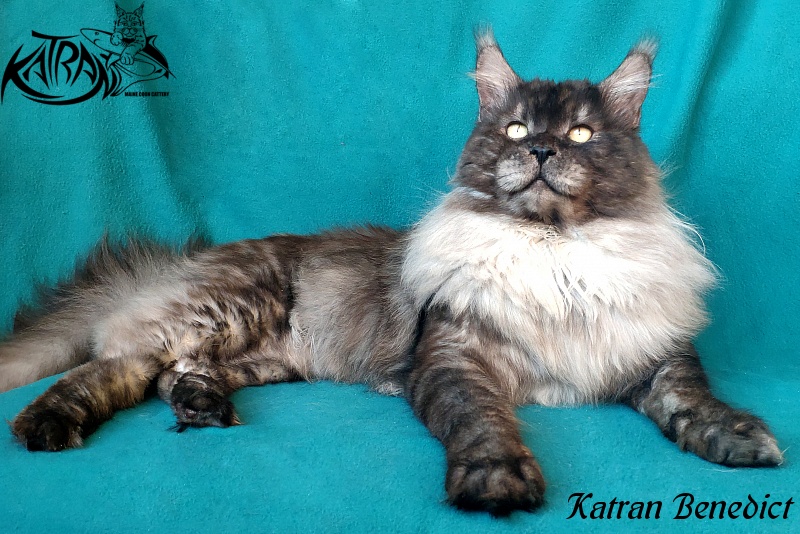 Katran Benedict - Adult maine-coon 2 years 2.5 months