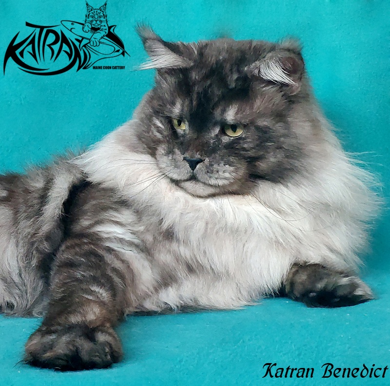 Katran Benedict - Adult maine-coon 2 years 2.5 months