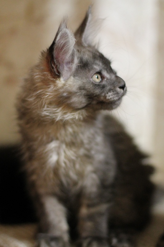 Katran Benedict - Kitten maine-coon 3 months
