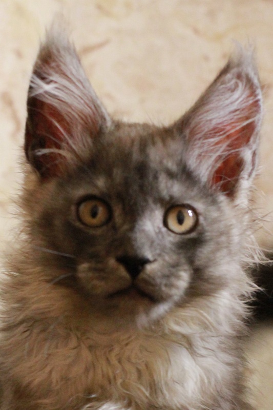 Katran Benedict - Kitten maine-coon 3 months