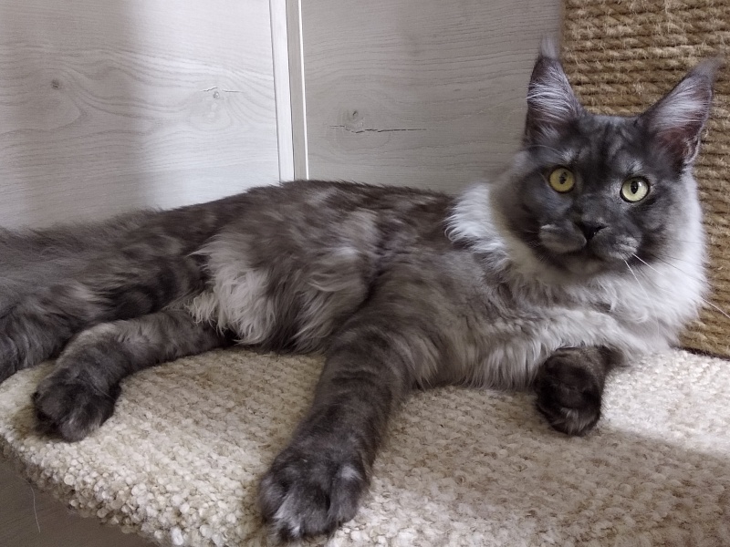Katran Benedict - Junior maine-coon 9 months