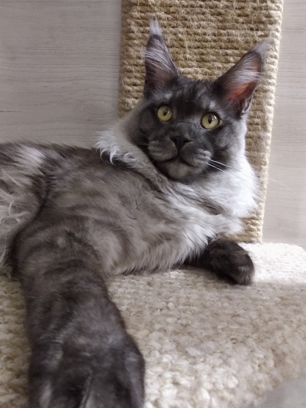 Katran Benedict - Junior maine-coon 9 months