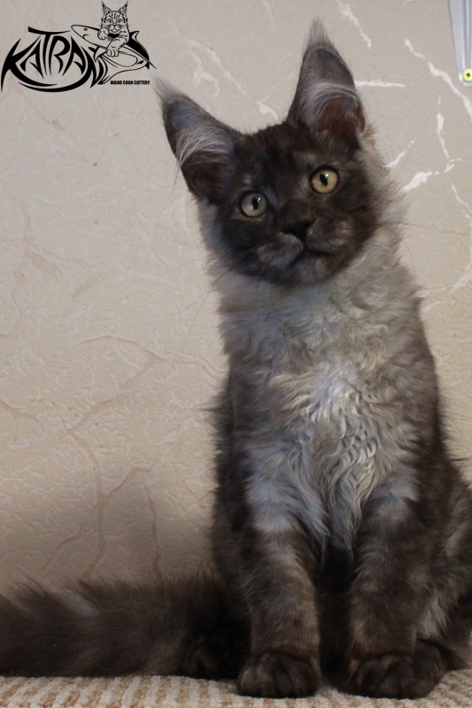 Katran Benedict - Kitten maine-coon 4 months