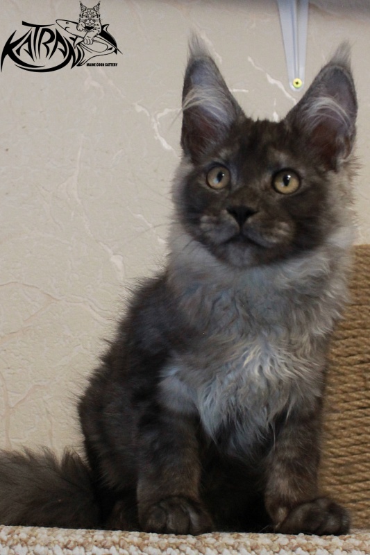 Katran Benedict - Kitten maine-coon 4 months