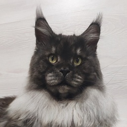Katran Benedict