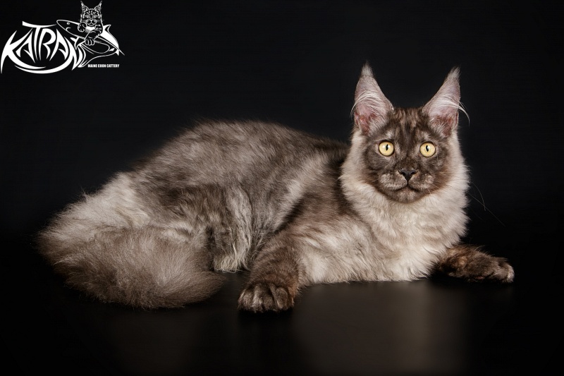 Katran Benedict - Kitten maine-coon 5 months 1.5 week