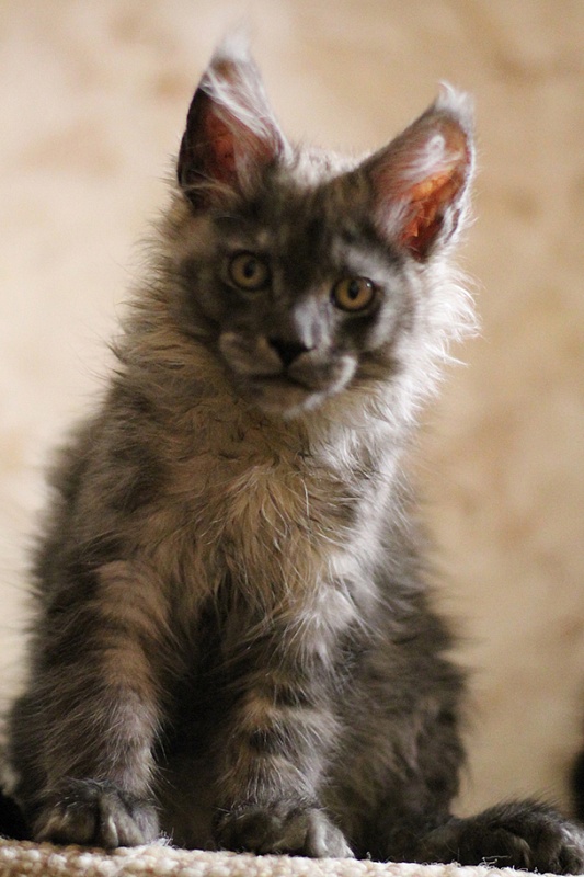 Katran Benedict - Kitten maine-coon 3 months