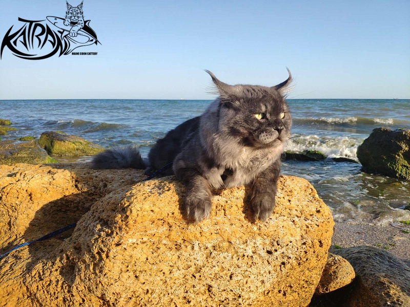 Katran Benedict - Adult maine-coon 2 years 7 months 2.5 weeks