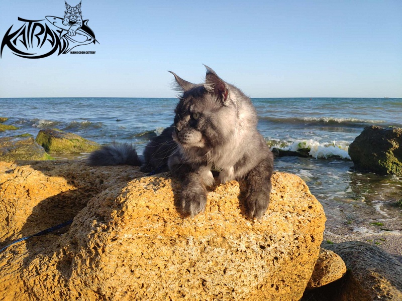 Katran Benedict - Adult maine-coon 2 years 7 months 2.5 weeks