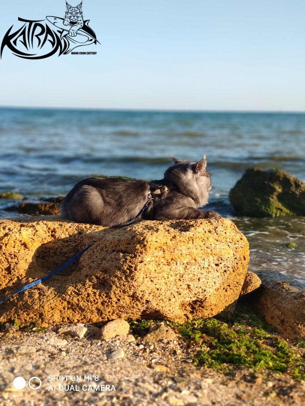 Katran Benedict - Adult maine-coon 2 years 7 months 2.5 weeks