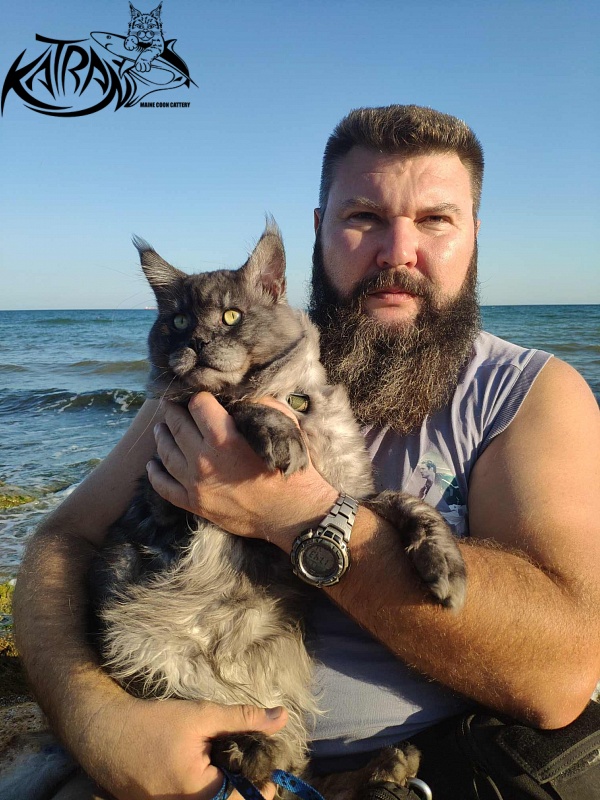 Katran Benedict - Adult maine-coon 2 years 7 months 2.5 weeks