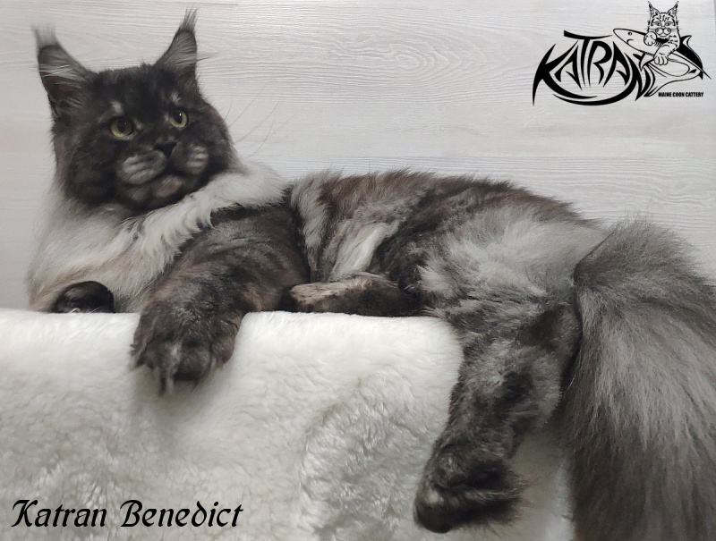 Katran Benedict - Adult maine-coon 2 years