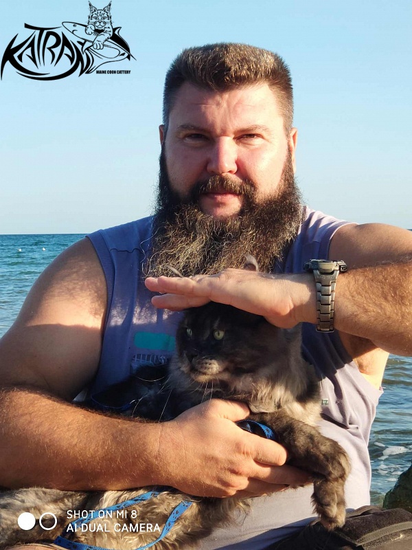 Katran Benedict - Adult maine-coon 2 years 7 months 2.5 weeks