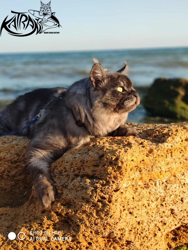 Katran Benedict - Adult maine-coon 2 years 7 months 2.5 weeks