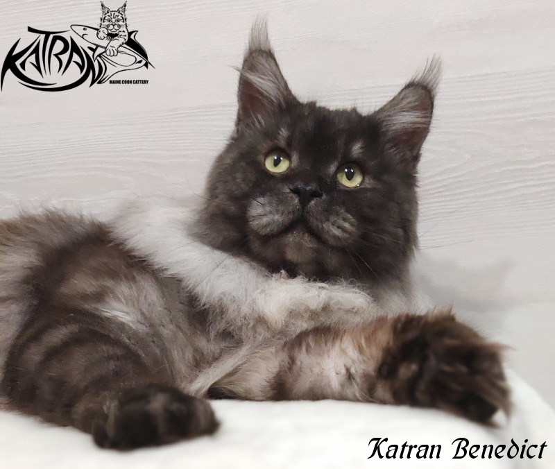 Katran Benedict - Adult maine-coon 2 years