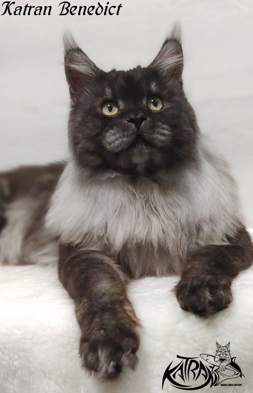 Katran Benedict - Adult maine-coon 2 years