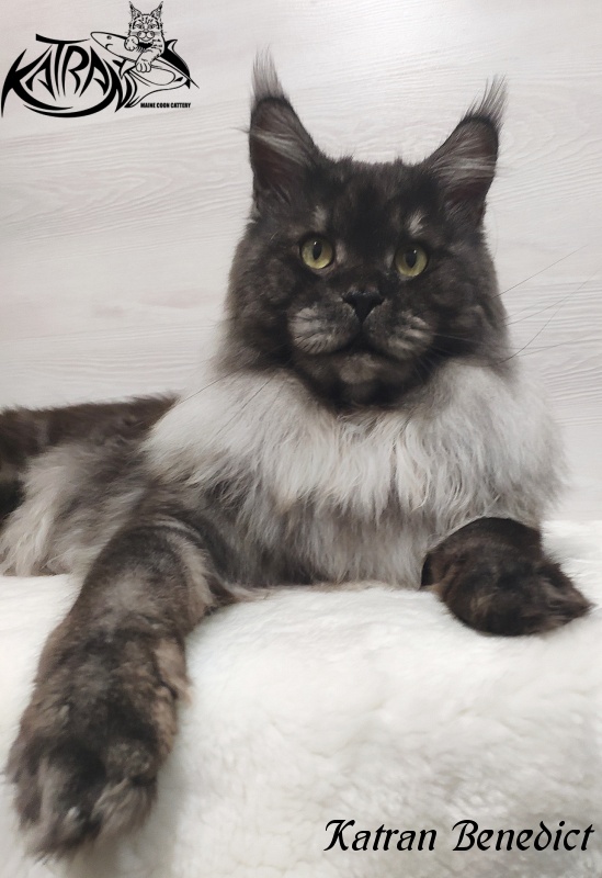 Katran Benedict - Adult maine-coon 2 years