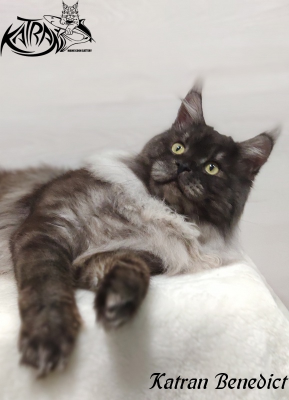Katran Benedict - Adult maine-coon 2 years