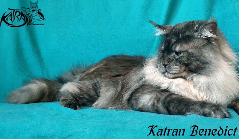 Katran Benedict - Adult maine-coon 2 years 2.5 months