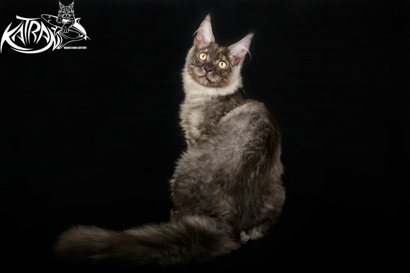 Katran Benedict - Kitten maine-coon 5 months 1.5 week