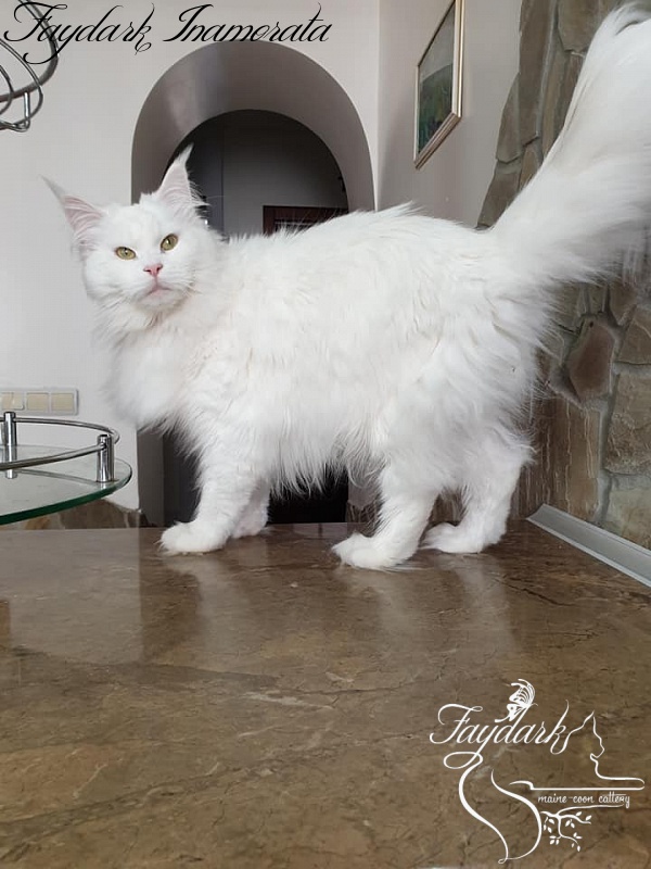 Faydark Inamorata - Adult maine-coon 2 years 9 months 2 weeks