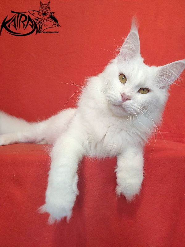 Faydark Nayade - Adult maine-coon 1 year 6 months 1.5 week