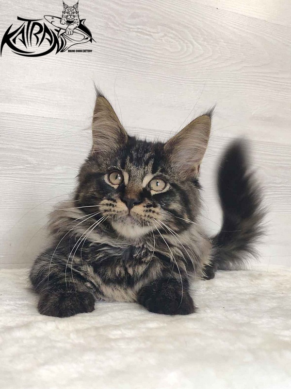 Katran Rose - Kitten maine-coon 3 months