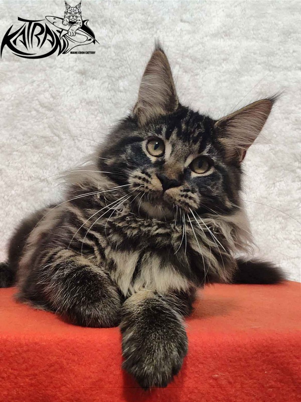 Katran Rose - Kitten maine-coon 4 months