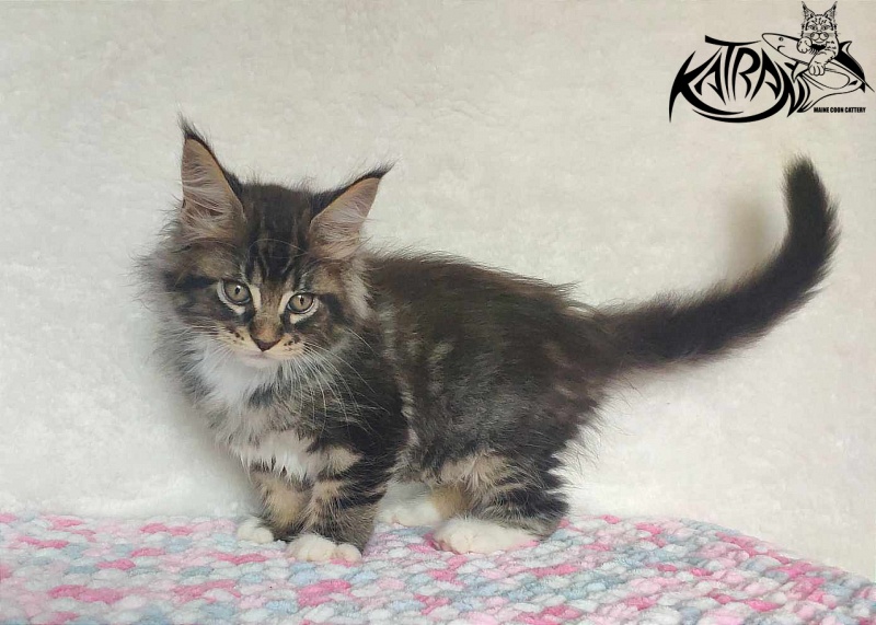 Katran Rick - Кошеня мейн-кун 1 місяць 2,5 тижні