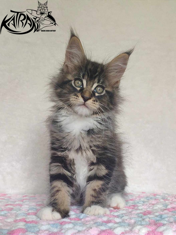 Katran Rick - Кошеня мейн-кун 1 місяць 2,5 тижні